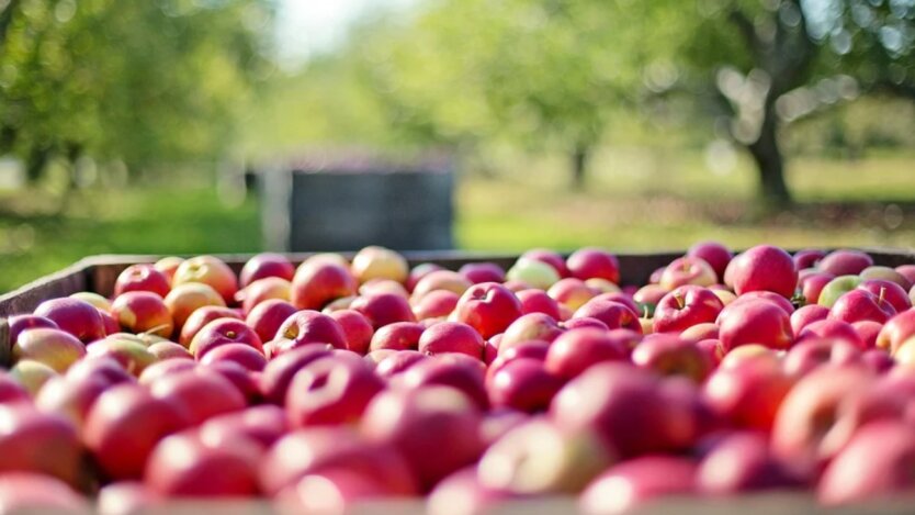 Apple prices hit records: how the cost of Ukrainians' favorite fruit has changed over the year