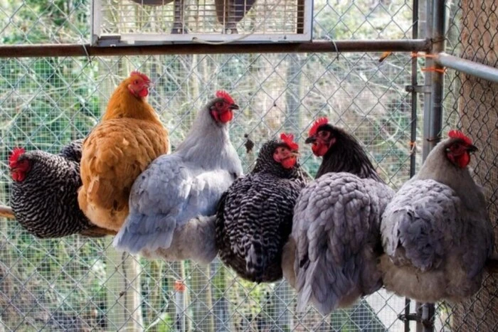 In Khmelnytskyi region, a woman set up a chicken coop in the yard of a high-rise building: the case went to court