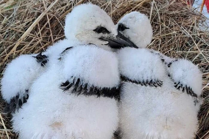 The rescued stork chick Katryusha has a 'stepbrother'