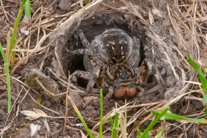 The invasion of tarantulas in Dnipropetrovsk region. Expert explained the reason and whether to be afraid