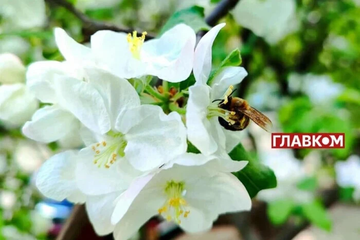 In der Ukraine bis zu +24° und örtlich Regen: Wettervorhersage für den 14. Juni