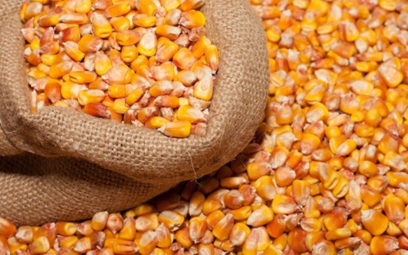 Grain exports from Ukraine have decreased by 20%