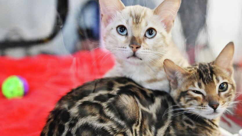 Pet registration in ASCs: a mandatory procedure