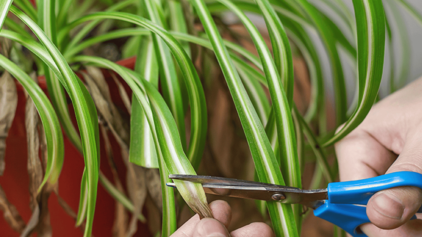 Why the tips of leaves on houseplants dry out — reasons and what to do