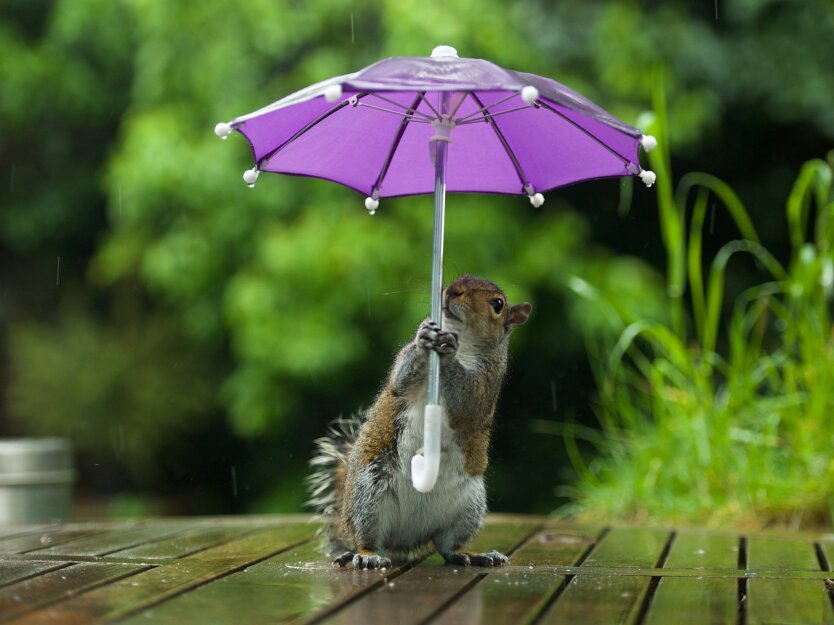 The heatwave up to +37 will change to icy downpours: the forecaster named the most dangerous days of the week